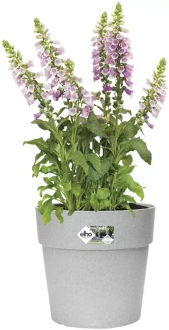 Elho® Vibia Straight Round 30cm Living Concrete -Garden Care Shop elho vibia straight round living concrete 1629365640 724x1409 61f328be556fd l