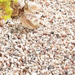 Italian Rose -Garden Care Shop italian rose 1536x1536 61f3550c267e6 l