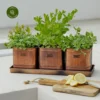 Ivyline Herb Planters With Tray -Garden Care Shop ivyline herb planters with tray set of three 1000x1000 64f701a1a6045 l