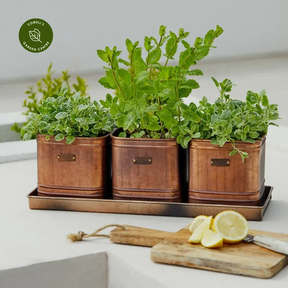 Ivyline Herb Planters With Tray 3 Ivyline Herb Planters With Tray